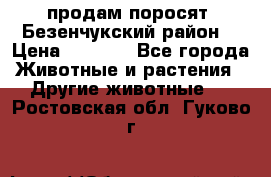 продам поросят .Безенчукский район  › Цена ­ 2 500 - Все города Животные и растения » Другие животные   . Ростовская обл.,Гуково г.